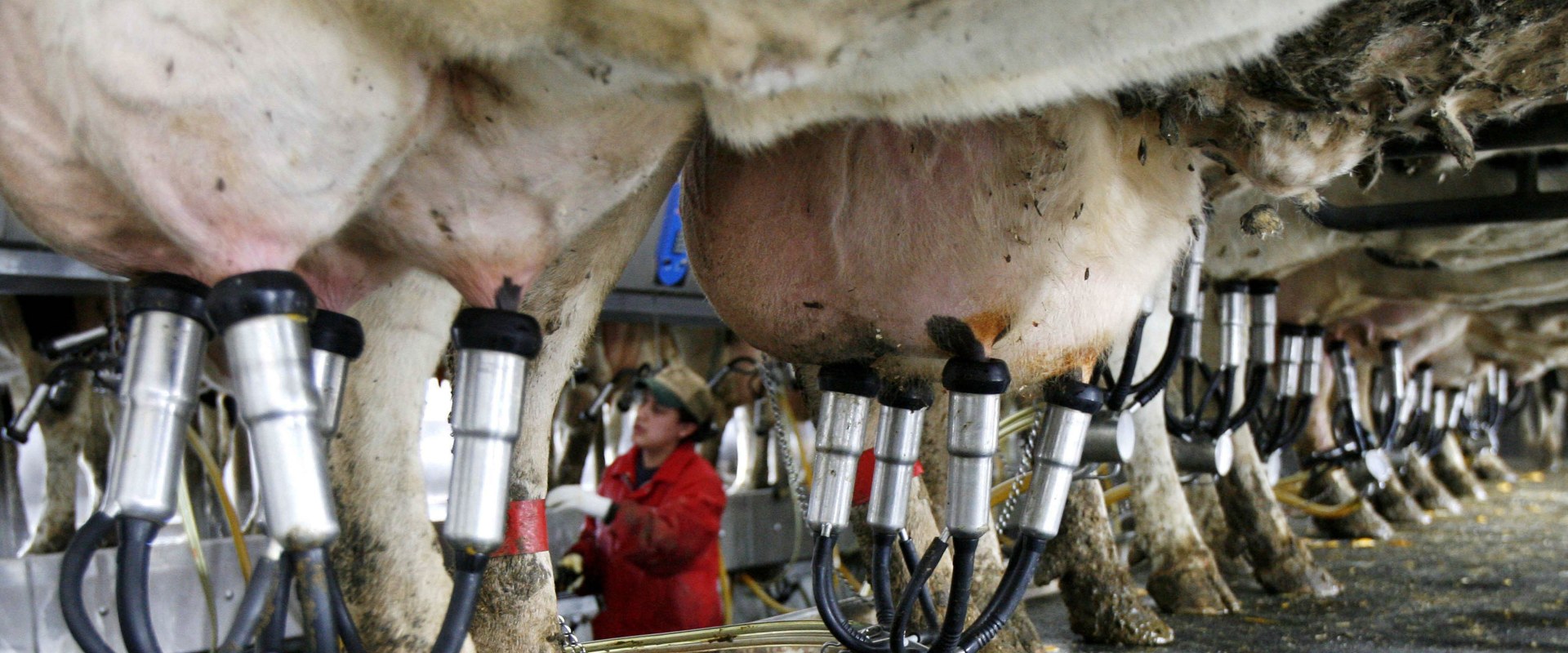 The Environmental Impact of Dairy Farming in Eau Claire, Wisconsin